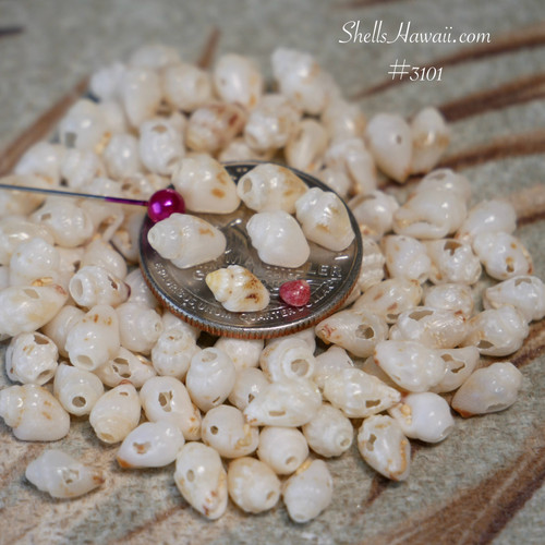 #3101
Natural large Momi shells from Niʻihau displayed as authentic Hawaiian shell supplies