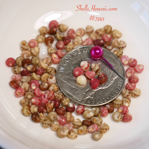 Genuine Niʻihau Kahelelani shells (ニイハウ シェル) mixed colors matte finish – perfect for Hawaiian shell jewelry (ハワイアンジュエリー) making or beginners learning how to make Niʻihau shell jewelry with aloha.