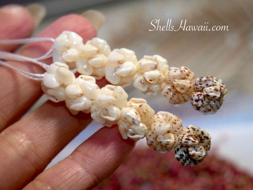 2¼″ Niʻihau Momi crown flower earrings handcrafted with spots: black-spotted, brown-spotted, yellow Lenalena, and white Keʻokeʻo shells, genuine and natural tones arranged in a blooming cluster design. 2¼″ Niʻihau Momi crown flower earrings handcrafted with spots: black-spotted, brown-spotted, yellow Lenalena, and white Keʻokeʻo shells, genuine and natural tones arranged in a blooming cluster design.