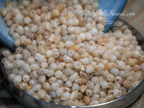 Niʻihau Momi shells shell supply for pikake and crown flower earrings
Niihau shells, Hawaiian shell supply, Momi shell jewelry DIY