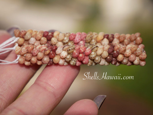 2 1/4" Kahelelani poepoe style earrings handmade with rare size 14 shells in matte finish. Features Niʻihau green shells (13%) and Kauaʻi shells in brown, burgundy, off-white, and pink flower. Authentic Hawaiian jewelry ハワイアンジュエリー 貝殻ピアス.