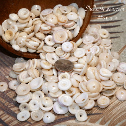Mixed-size authentic Hawaiian puka shells from Kauaʻi and Oʻahu, smooth surface and natural luster #3125