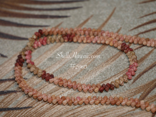 Close-up of genuine Kahelelani shell herringbone lei (Manoa Loa style) made from Kauaʻi shells, showing detailed weaving pattern and puka shell clasp.