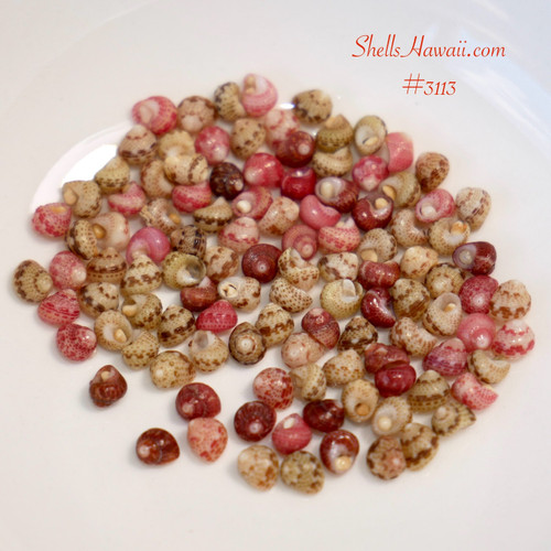 Hawaiian jewelry supplies (ハワイアンジュエリー 材料) – genuine Niʻihau Kahelelani shells for crafting and design projects.