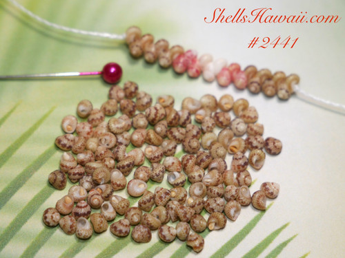 Close-up of genuine Kahelelani shells from Niʻihau displayed with a shell strand in progress at the top of the photo. The image shows natural shell variation and beginner-friendly shell sizes often used for Poepoe, Manuʻa Loa, and traditional Hawaiian shell jewelry making.