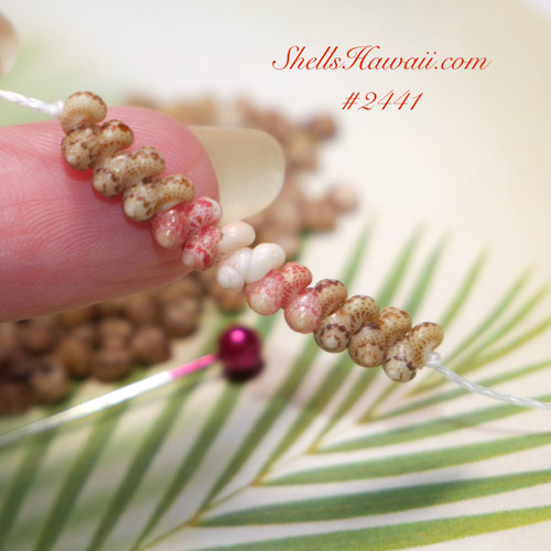 #2441
Close-up photo of hand-held genuine Kahelelani shells from Niʻihau showing a finished shell strand across the fingers. The image highlights the natural pink, white, and brown shell patterns often used for Poepoe, Kipona, shell bracelets, and fine Hawaiian shell jewelry creations.