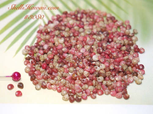 500 small, un-poked Niʻihau Kahelelani shells (size 10) in assorted natural colors—includes step-by-step instruction sheet for creating delicate Heliconia-style earrings.