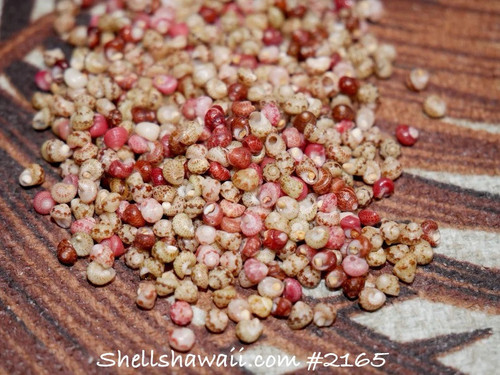 Niʻihau Kahelelani shells (ニイハウ シェル) mixed natural colors – size 11 loose shell supply for Hawaiian jewelry handmade (ハワイアンジュエリー) and Poepoe-style earrings. Perfect for Hawaiian jewelry for beginners learning how to make Hawaiian shell jewelry.