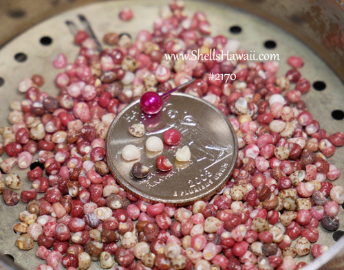 Size comparison of genuine Kahelelani shells size 11 displayed on a U.S. quarter coin next to a regular sewing pin for scale reference. The close-up photo helps show the tiny size, natural shell colors, and detail of authentic Niʻihau shells used for Hawaiian shell jewelry making.