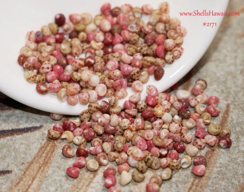 Hand-selected Kahelelani shells from Niʻihau, size 12 mixed colors with glossy and matte finishes, arranged for loose shell supply photography.