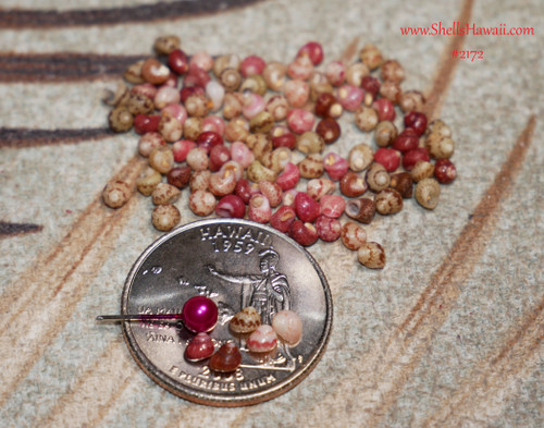 Mixed Kahelelani shells from Niʻihau, size 12, 100 loose shells in assorted natural colors arranged in a display.