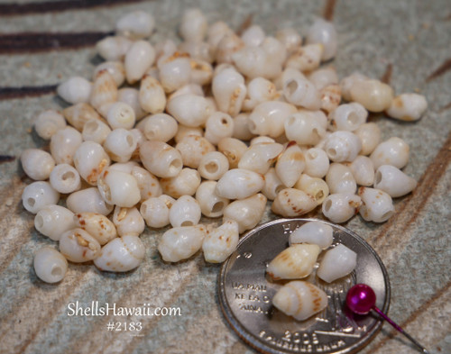 Medium and large un-poked Momi shells from Niʻihau for practicing shell jewelry techniques