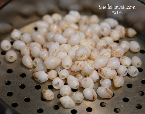 B-grade Momi shells from Niʻihau un-poked for beginner shell poking practice