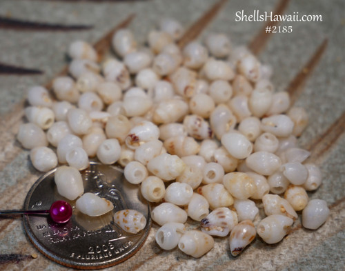 B-grade Momi shells from Niʻihau with natural off-white and cream tones