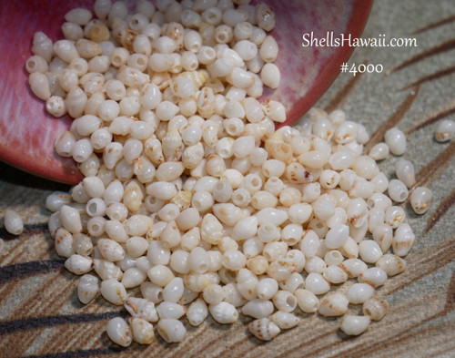 #4000
Small Momi shells shell supply from Niʻihau for making authentic Hawaiian shell jewelry and earrings