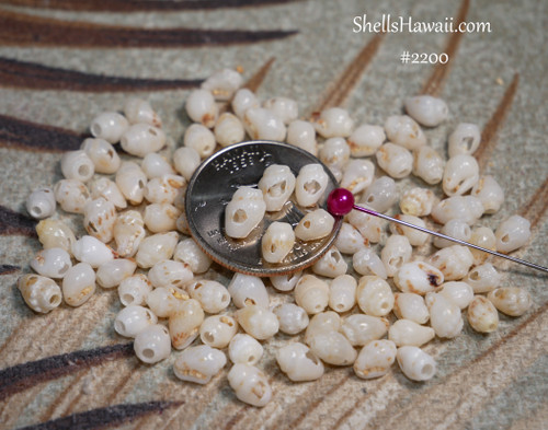 #2200
Pre-poked Momi shells from Niʻihau for making Pikake and Double-Double Pikake shell earrings