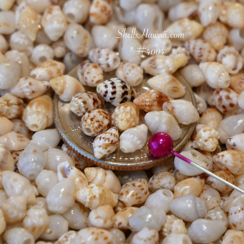 Small size Momi shells from Niʻihau used for Pikake and Kipona jewelry making and shell lei projects