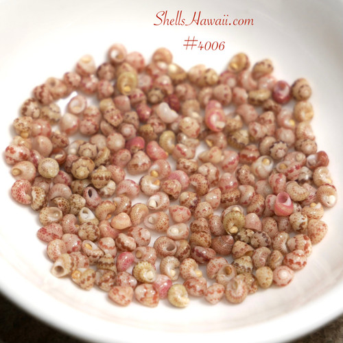 #4006
Niʻihau shell supply with small colorful Kahelelani shells, size 13 perfect size for beginner start in Hawaiian shell jewelry making