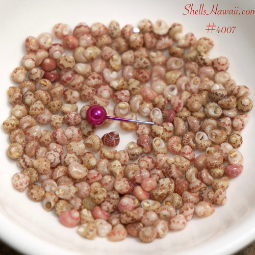 Authentic Kahelelani shell supply from Niʻihau, natural un-poked shells for beginner guide and Hawaiian seashell jewelry projects
