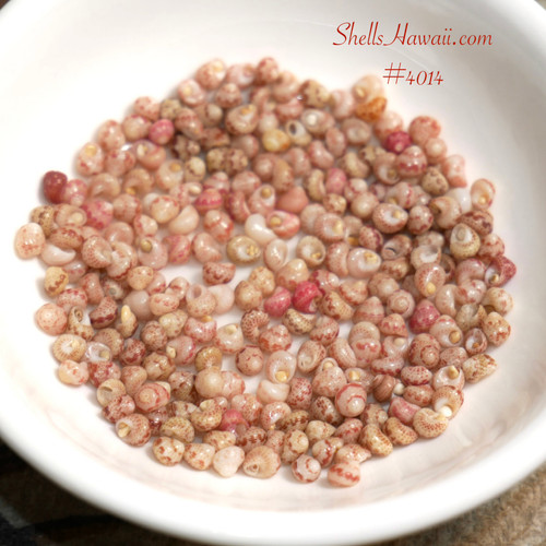 #4014
Niʻihau shell supply with small natural Kahelelani shells, size 13 beginner friendly shells for Hawaiian shell jewelry making