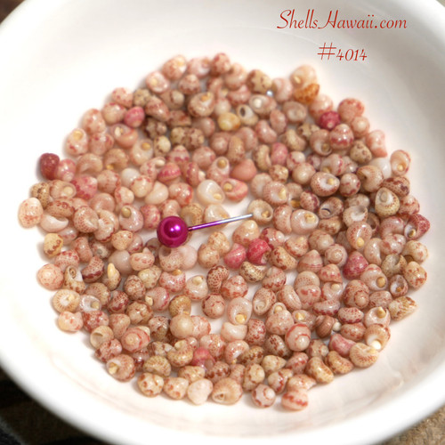 Kahelelani shell supply from Niʻihau, natural un-poked shells for beginner guide and learning Hawaiian seashell jewelry