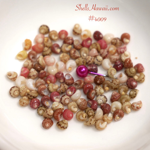 #4009
Niʻihau shell supply with mixed Kahelelani shells from several beaches, size 13 shells showing matte and high luster finishes for beginner shell jewelry making