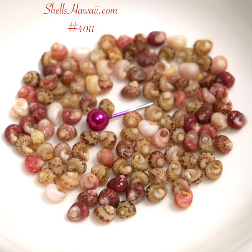 Kahelelani Shells from Niʻihau – Loose Hawaiian Shells for Jewelry