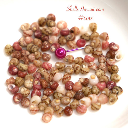 Kahelelani shell supply from Niʻihau featuring size 13 mixed color shells collected from multiple beaches