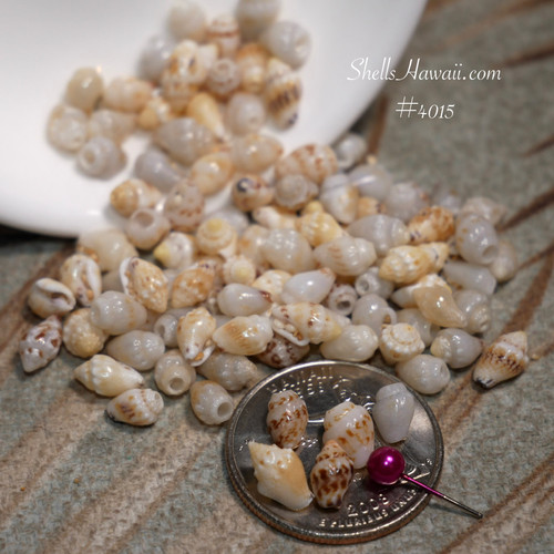 #4015
Beginner Niʻihau Momi shell supply with mixed size genuine Niʻihau shells for Pikake jewelry making