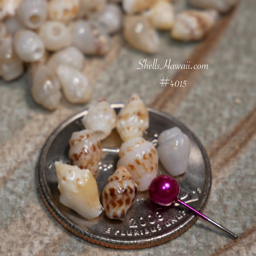 Niʻihau Momi shells supply for beginners, mixed size shells used for learning single Pikake style