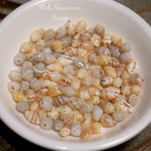 Genuine Niʻihau Momi shells supply for beginners learning Pikake style Hawaiian jewelry