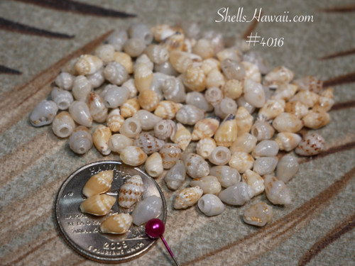#4016
Beginner Niʻihau Momi shell supply with mixed colors and sizes for Pikake jewelry making
