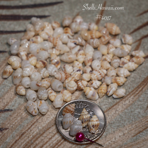 Genuine Niʻihau Momi shells for beginners learning Pikake style Hawaiian shell jewelry