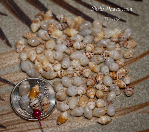 Beginner Niʻihau Momi shell supply with mixed colors and sizes for Pikake jewelry making