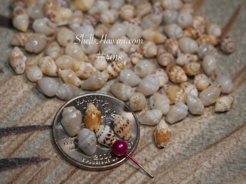 #4018
Genuine Momi shells supply for making Niʻihau shell jewelry in Pikake style