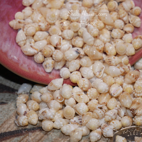 Genuine Niʻihau Momi shells with black and red waha for lei earrings and bracelets