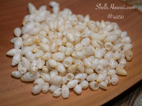 2/3 film canister Laiki shells from Niʻihau, mixed size Hawaiian shell supply for beginners learning Niʻihau shell jewelry