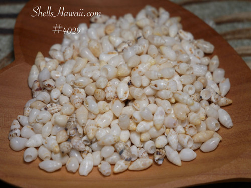#4029
Small size mixed Laiki, Momi, and Horn shell supply from Niʻihau with natural luster variation for jewelry making