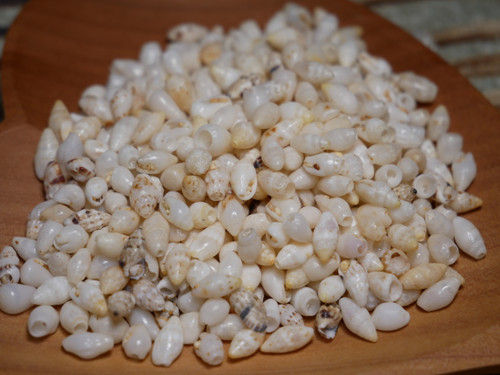 Film canister of small Hawaiian shells from Niʻihau including Laiki, Momi, and Horn shells for jewelry practice