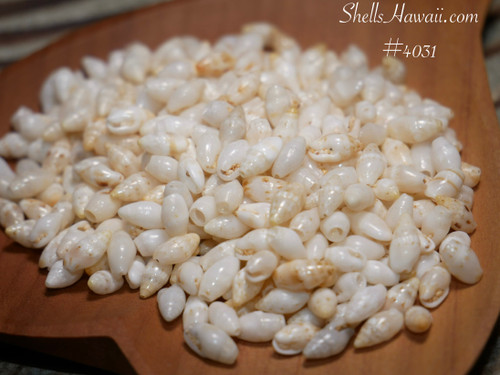 Genuine Laiki shells from Niʻihau in mixed sizes, good quality Hawaiian shell supply for Niʻihau shell jewelry