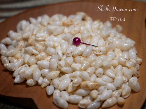#4031
Mixed size Laiki shell supply from Niʻihau with good luster, Hawaiian shells for jewelry making