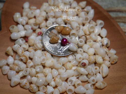 #4027
210 pcs B–C grade Momi shells from Niʻihau, small worn Hawaiian shells for jewelry making