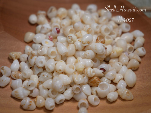 Small worn Momi shells from Niʻihau, Hawaiian shell supply shaped by sand and waves
