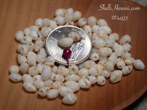 #4023
100 pre-poked B grade Momi shells from Niʻihau, Hawaiian shell supply for Pikake style jewelry