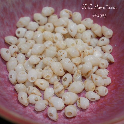 #4023
100 pre-poked B grade Momi shells from Niʻihau, Hawaiian shell supply for Pikake style jewelry