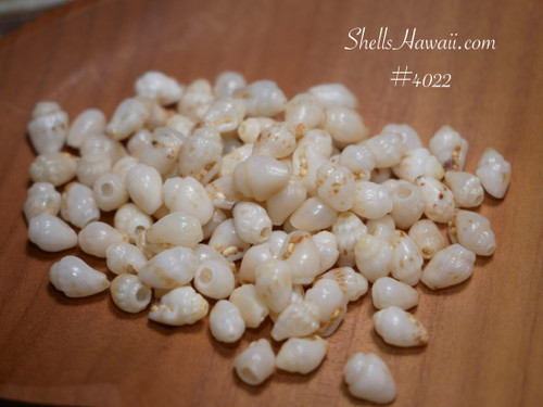#4022
100 pcs un-poked Momi shells from Niʻihau in off white, mixed size Hawaiian shell supply for jewelry making