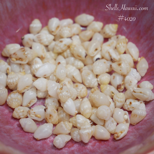 Mixed size Momi shells from Niʻihau, off white shells with light yellow tones for jewelry making
