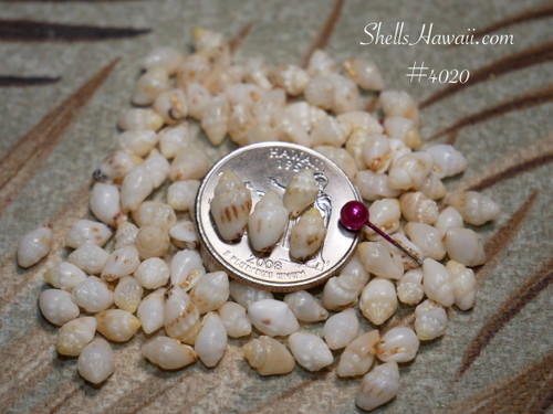 #4020
100 pcs mixed size M–L Momi shells from Niʻihau in off white with light yellow tint for Pikake style jewelry