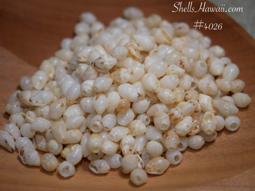 Genuine small Momi shells from Niʻihau used for Crown Flower style earrings and fine jewelry
