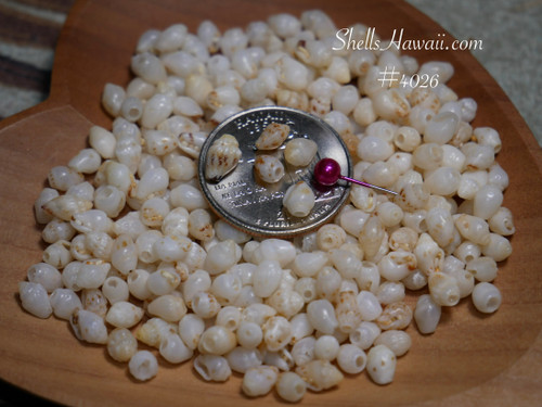 #4026
310 pcs small size Momi shells from Niʻihau for Crown Flower and four strand shell earrings